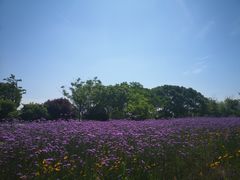 -梁鸿国家湿地公园