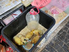 -曲阳花鸟市场(曲阳路店)