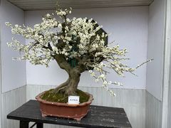 -香雪海