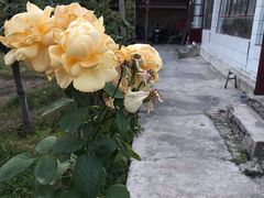 -马白开来特色羊排揪片子  (总店)