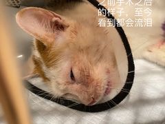 -柏萃动物医院·骨科·牙科