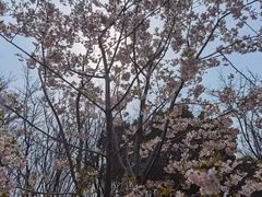 -顾村公园