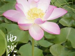 -天津水上公园