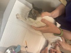-凯特喵百思猫专科医院