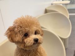 -有喵·猫咖·狗咖·30几只猫10只小狗(岗厦店)