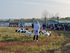 -盐城丹顶鹤湿地生态旅游区