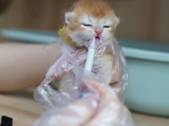 -lincat·猫舍(广州店)