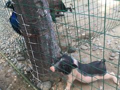 -香宫中餐厅 · 桂林香格里拉