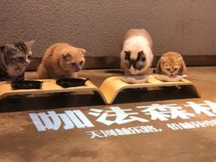 -咖法森林·咖啡  酒吧(天河店)