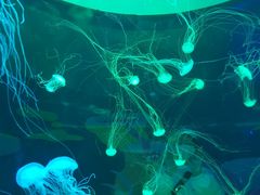 -欢乐海岸海洋奇梦馆