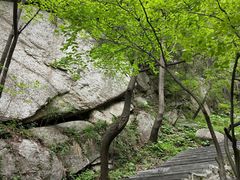 -王顺山国家森林公园
