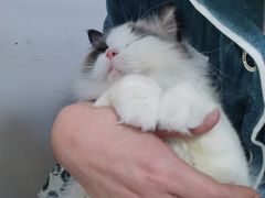 -宠爱国际动物医院· 猫科· 外科·中兽医(长白店)