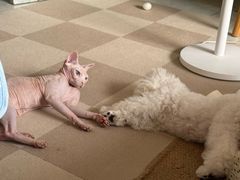 -瑞派福兴宠物医院犬猫全科·骨科·中西医结合(河东店)