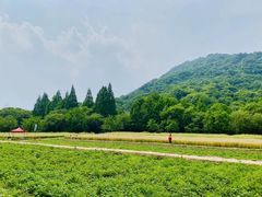 -八卦田遗址公园