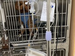 -美联众合动物医院·24h京西诊疗中心