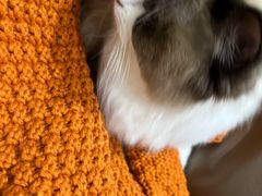 -Pets First伊珊娜洗护·精致美容·家庭式寄养(新会路店)