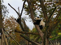 -都江堰中华大熊猫苑