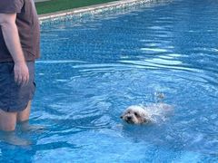 -汪说喵讲宠物乐园宠物酒店(红星美凯龙店)