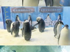 -珠海长隆海洋王国