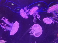 -海合安成都极地海洋公园