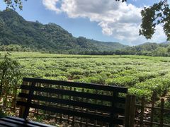 -中国茶叶博物馆(双峰馆区)