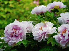 -洛阳市隋唐城遗址植物园