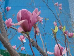 -薛记襄阳香辣牛肉面(平安路店)