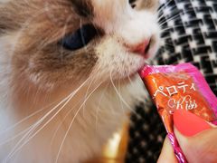 -momokira米努特·德文卷毛猫·棉花面纱犬