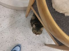 -喵园·猫主题咖啡厅·撸猫·猫咖(国贸店)