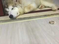 -翊宠yipet猫狗购宠庄园犬舍•猫舍
