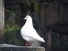 -音乐台