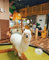 -七巧国萌宠乐园(龙湖天街店)