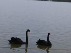 -武清南湖绿博园