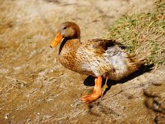 -野鸭湖国家湿地公园