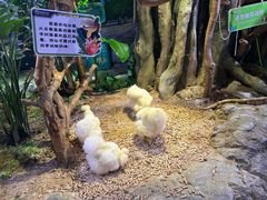 -正佳雨林生态植物园