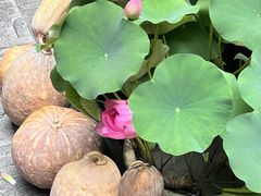 -南堂小馆·川菜馆(德商国际店)