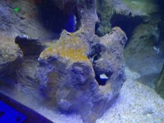 -芜湖新华联大白鲸海洋公园