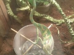 -上海大自然野生昆虫馆