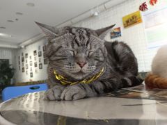 -平行世界·猫咖(首经贸店)