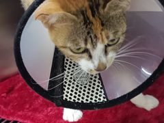 -瑞派动物医院·猫专科·至诚(江南中分院)