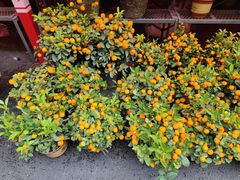 -越秀西湖花市(广州城市广场花卉店)