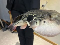 -鲐赏河豚(长寿店)