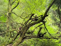 -西岭雪山大飞水景区