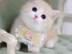 -欣宠猫屋·矮脚拿破仑·蓝金金渐层