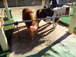 -萌宠亲子动物乐园(槐房万达店)