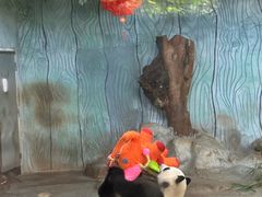 -海南热带野生动植物园