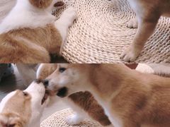 -浣熊柯尔鸭土拨鼠·电玩咖