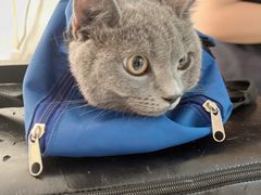 -关爱动物医院·心脏·中兽医·异宠(金牛路分院)