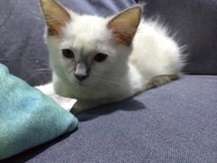 iphone_upload_pic-喵的天空名猫咖啡馆·撸猫·猫舍·用品