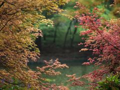 -上海共青森林公园